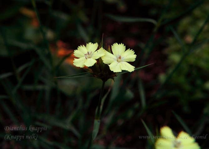 Dianthus knappii